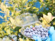 ƂTSURUOKAt@[̓eʐ^6