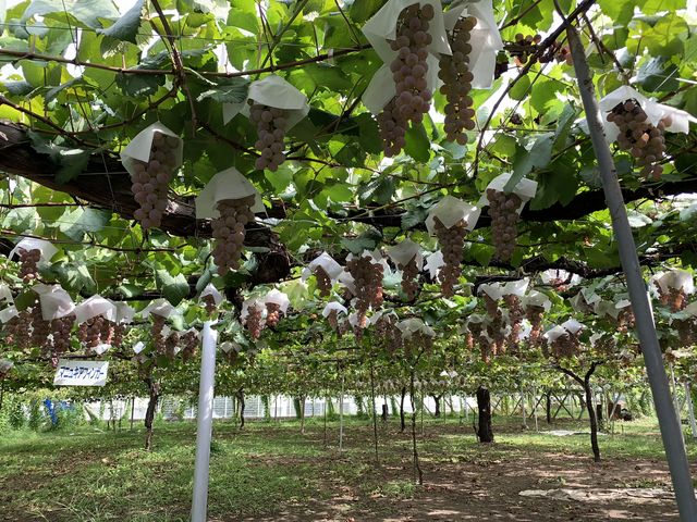 ���ԏꑤ����̂Ԃǂ����B������170cm�Ȃ����炢�ł��B_�܂邢��Ԃǂ���