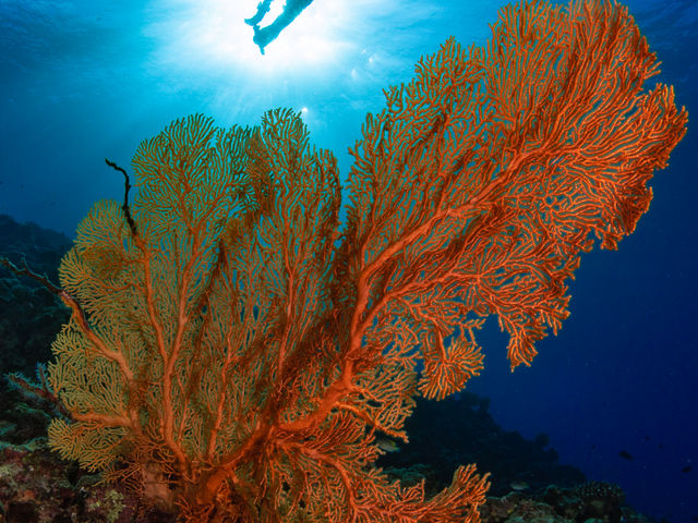 �������T���S���v���o�I_����t���A�_�C�u