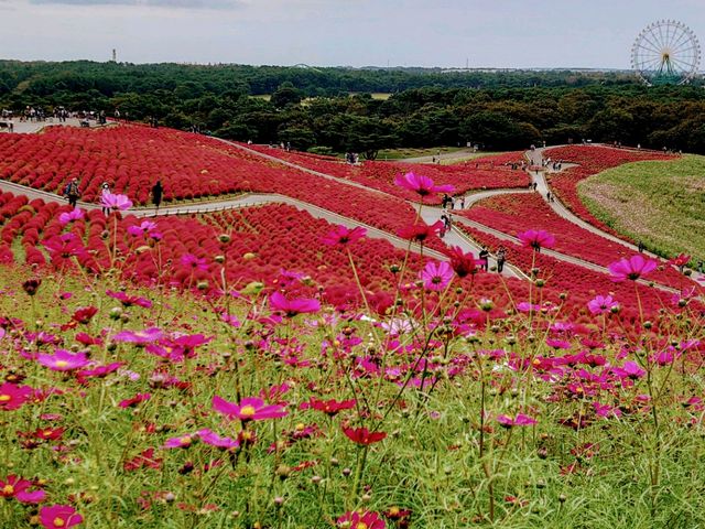 国営ひたち海浜公園】アクセス・営業時間・料金情報 - じゃらんnet