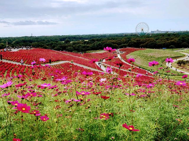 国営ひたち海浜公園】アクセス・営業時間・料金情報 - じゃらんnet