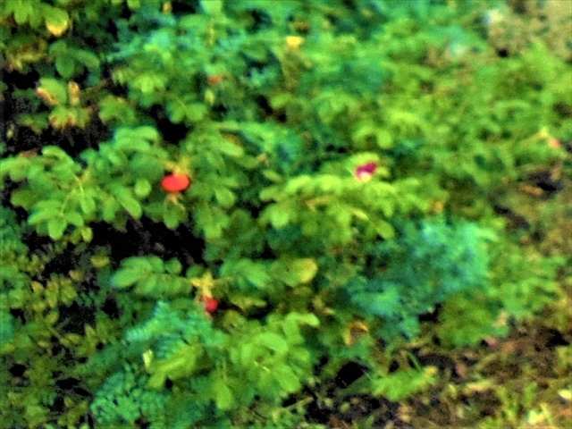 ����(�ѹ)�����ԉ��ɍ炢�Ă����n�}�i�X_�R���P�����ԉ�