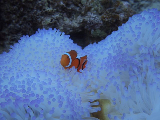 �J�N���N�}�m�~�H_mellow's