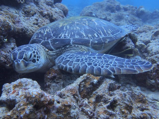 �E�~�K��
�����̉��ɃR�o���U���H�����܂����I_mellow's