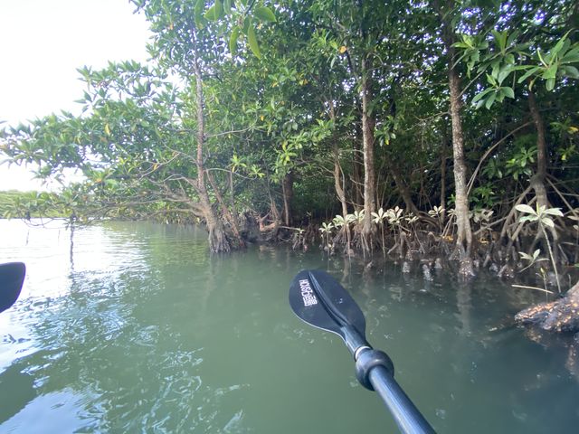 カヌーから見るマングローブ_OHCUS石垣島