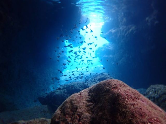 �̓��A�`_�ɗǕ����c�A�[�@�}�J�i