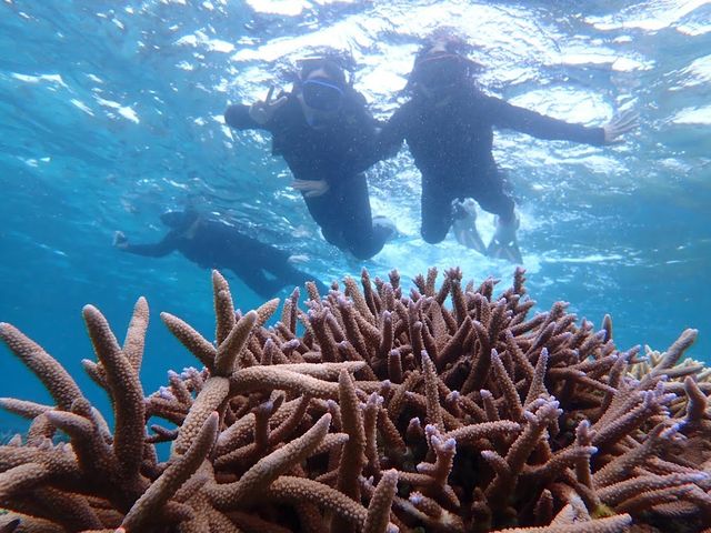 �}�T���S�Ɓ`_�ɗǕ����c�A�[�@�}�J�i