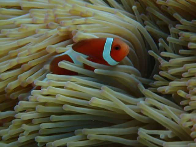 �j���`���킢��_�ɗǕ����c�A�[�@�}�J�i