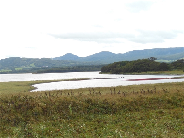 �u�R���P�΁v_�R���P��