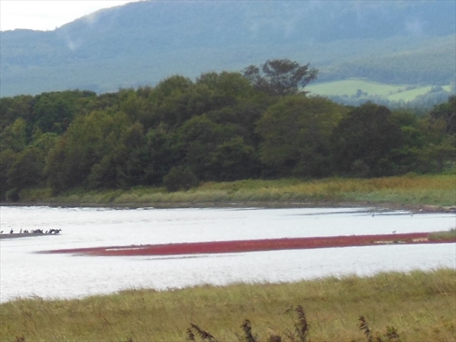 �R���P�΂̃T���S�����������ꂽ�B_�R���P��