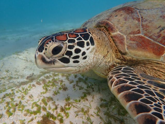 ���킢���`_Reeftour HONEY