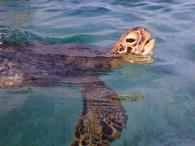 �C�J���̑��p���`���킢��_Reeftour HONEY