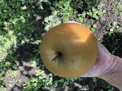 ҂񂳂̕cʎւ̓eʐ^1