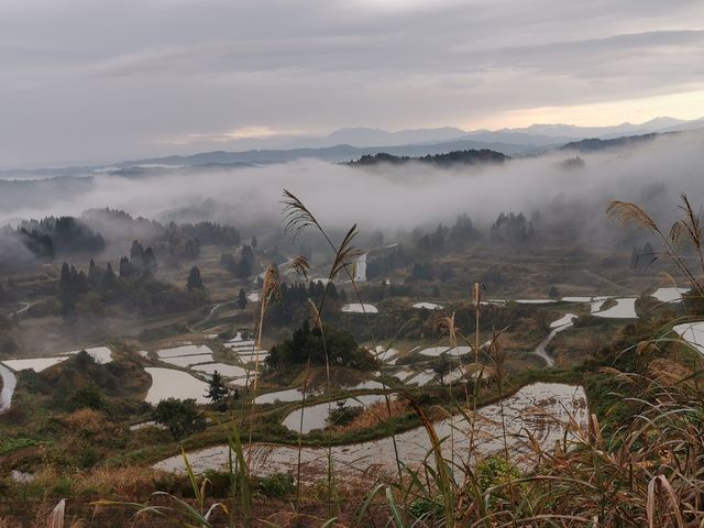 �ɂ����z�I�Ȑ����̒I�c_�������HOME HOME NIIGATA