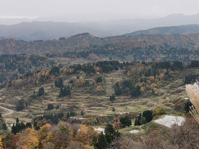 �痧�R�R�����猩�����I�c�̕��i_�������HOME HOME NIIGATA