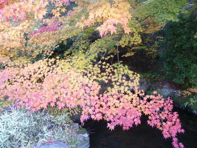 ȑ̍gtȃOf[VŐFÂi11{Bej_ÕƉ~