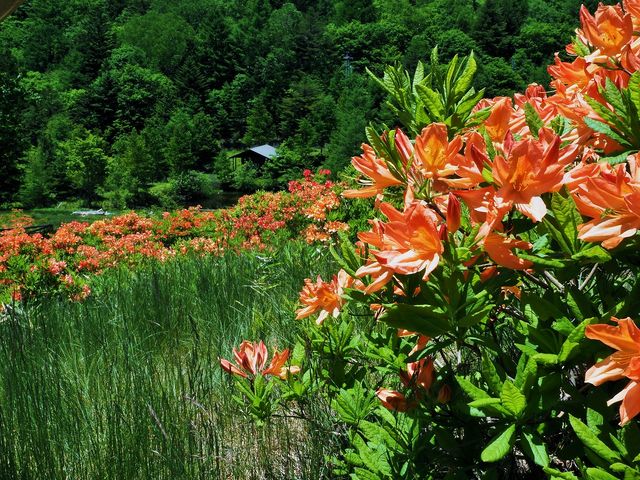 �{�c���� �����Q�c�c�W_�{�c����