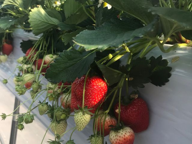 �傫���Đ^���ԂȂ������ł�_STRAWBERRY GARDEN ROYAL