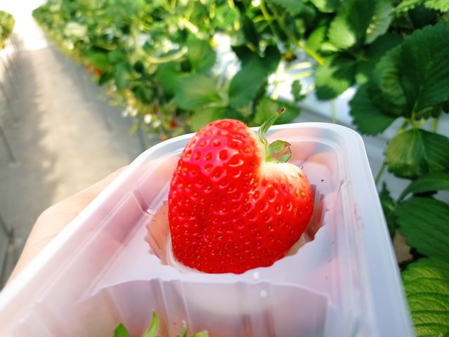 ��΂̂悤�ȃc���c���嗱�_�q���t�@�[��