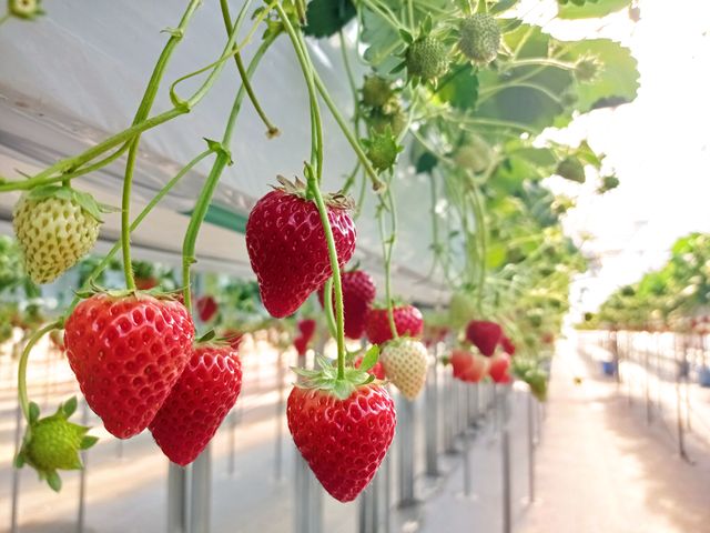 ���邭�����ȃt�@�[��_�q���t�@�[��