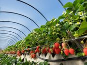 ���`����񂳂�̂����������h�}�T�~�̓��e�ʐ^1