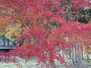 ͒jN̍gtJiR⍑sj̓eʐ^1