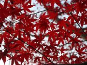 ͒jN̍gtJiR⍑sj̓eʐ^2