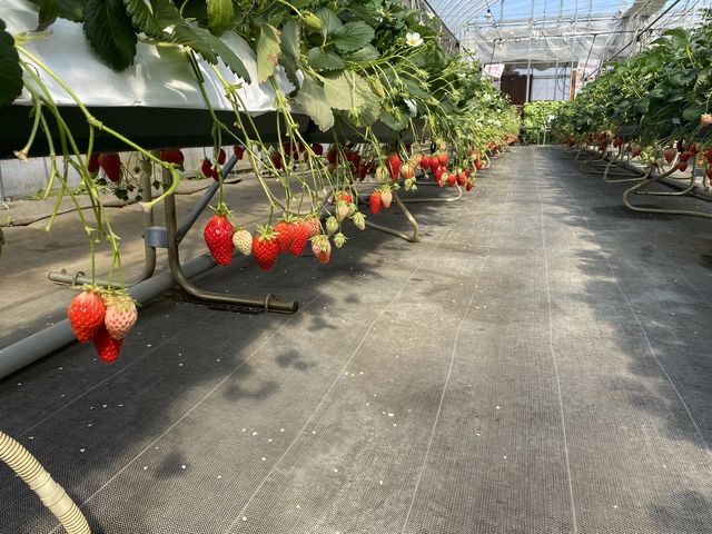 ��������䕂��Ȃ��Ă܂����B_�ό������_�����C�t�@�[��