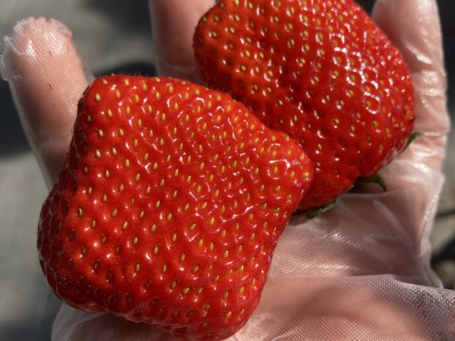 �傫���ł���[_MIGAKI FARM(��ICHIGO WORLD)