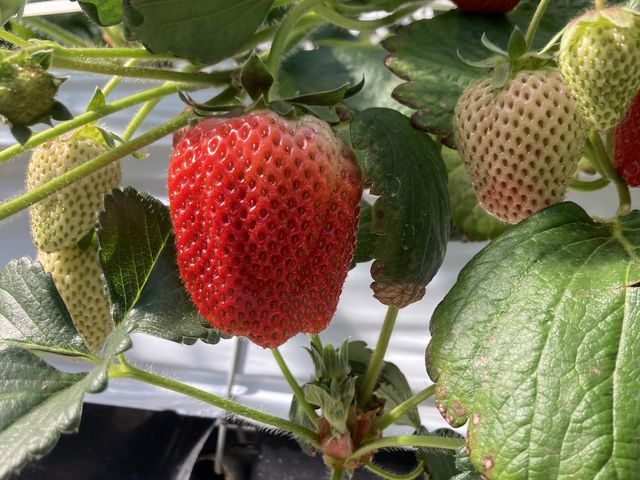 �܂��������̂͊Â��Ĕ��������ł�_MIGAKI FARM(��ICHIGO WORLD)