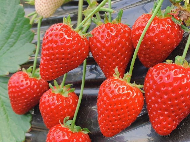 �Â����̂�T���y���݂�����܂����B_MASHIKO�@STRAWBERRY�@FARM