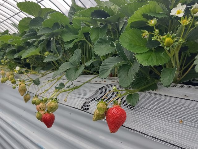 �����̂�����_�}�G�����t�@�[��