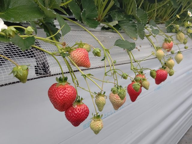 �����̂�����_�}�G�����t�@�[��