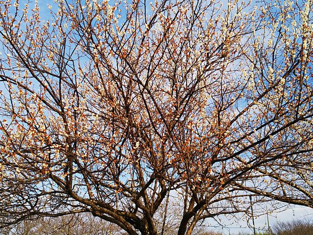 ���炫�̍���_�鎭�t�����[�p�[�N