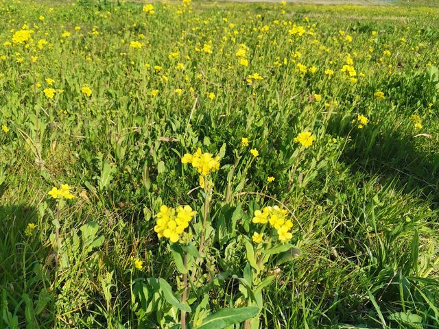 �؂̉Ԃ��Y��ł���_���{������