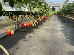 Ȃ̊ό_Ct@[ւ̓eʐ^1