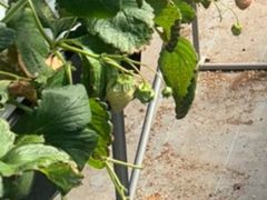 �䂫�����MIGAKI FARM(��ICHIGO WORLD)�ւ̓��e�ʐ^1