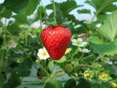 킳݂̂΂BunBun@NXP̑匴산񂫔ւ̓eʐ^1