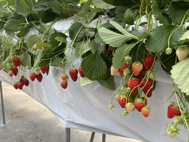 �����Ȃ��� �����Ƃ��̂ŐH�ׂ₷���ł��B_�X�g���x���[�t�@�[�� �\�[�r�[