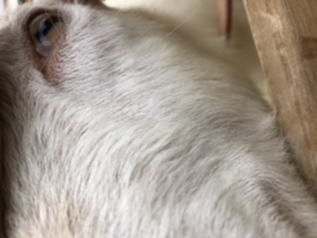 �������M_�������̉�