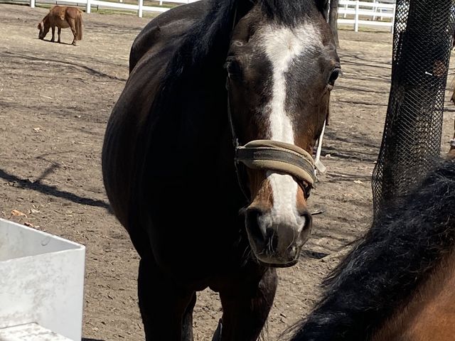 �E�C���h�C���n�[�w�A_�m�[�U���z�[�X�p�[�N