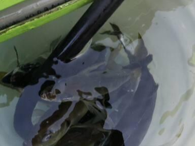 �I�A�A�W�A�C�T�L_�Ȃ��݊�