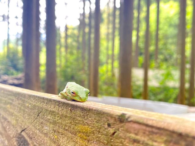 xe̍炪V[QAIKG_Og܂ӂ[