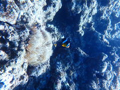 񂳂Nature Guide Double Rainbow lC`[KCh@_uC{[ւ̓eʐ^2