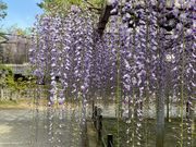 ��������񂳂�̎O��_�Ђ̓��e�ʐ^6