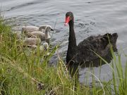 necrobiology̏₷炬̗Lv̓eʐ^1