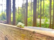 GBch̒Og܂ӂ[ނ̓eʐ^1