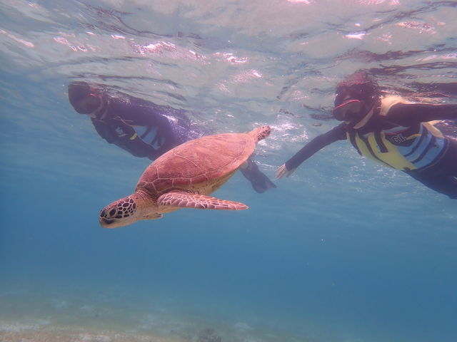 ���p���̂��ƁC�G�T�̑��Ɍ������E�~�K���ł��B_�V���m�[�P���c�A�[�@��`��