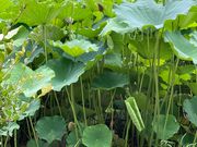 EbL[̌Iь̃nX̓eʐ^1