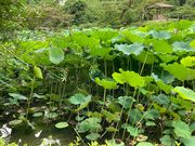 EbL[̌Iь̃nX̓eʐ^1